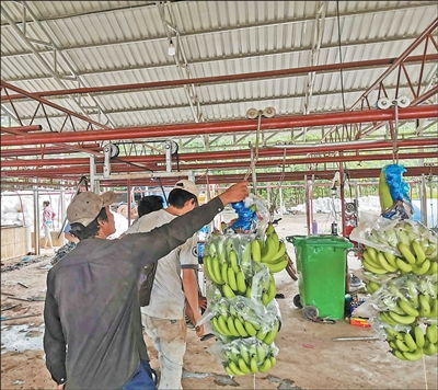 柬中拓展農(nóng)產(chǎn)品貿(mào)易空間巨大 第一現(xiàn)場(chǎng)